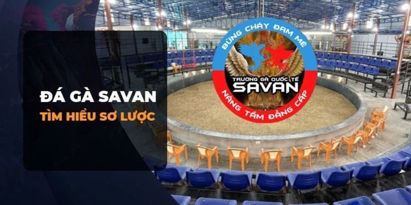 Đá gà Savan quy tụ những chiến kê đỉnh cấp thiện chiến