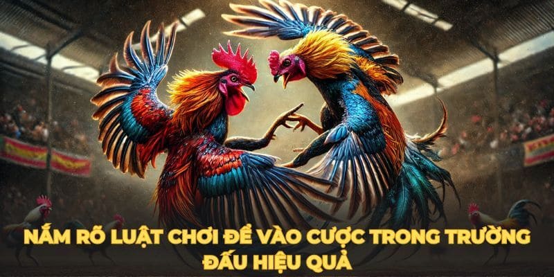 Luật chơi và một số lưu ý khi chơi đá gà Savan